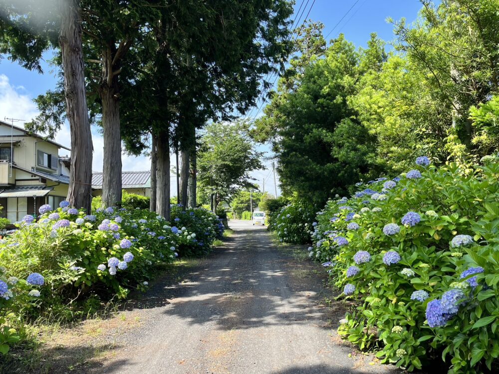 デイサービス　紫陽花　千倉