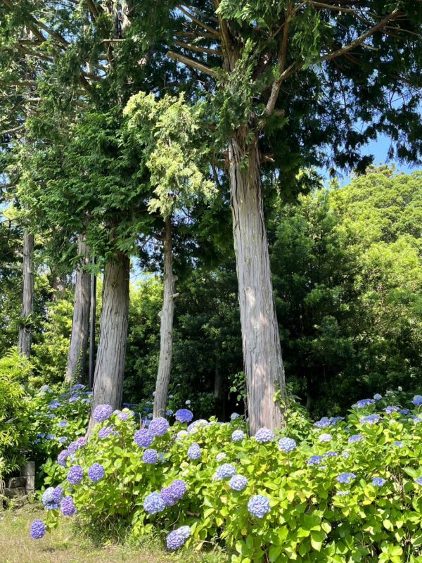 デイサービス　紫陽花　千倉