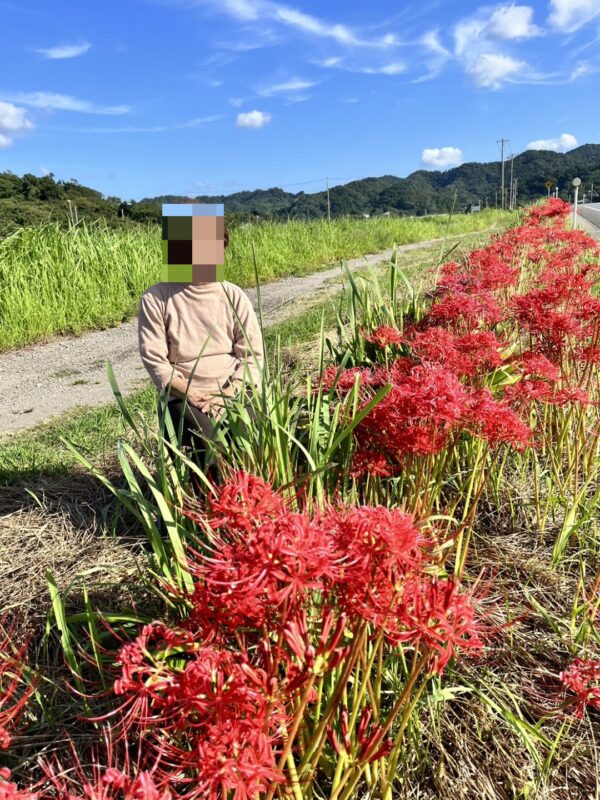 デイサービスセンター　お彼岸　彼岸花